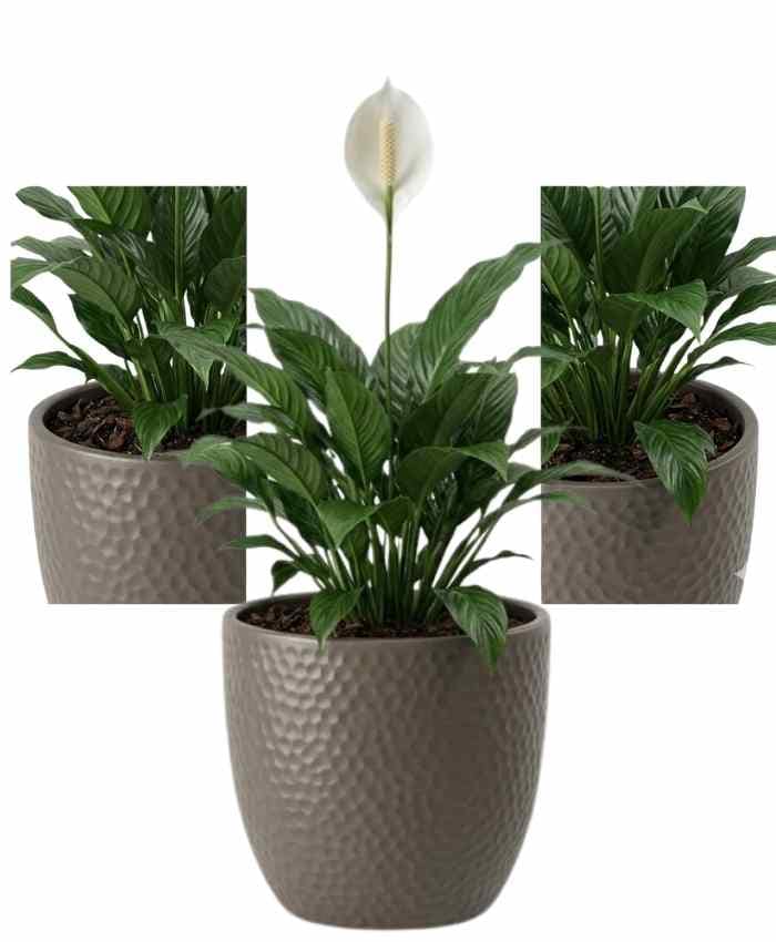 Pacchetto Tutto pronto Coordinato ceramica Bianca 40 pz - immagine 14