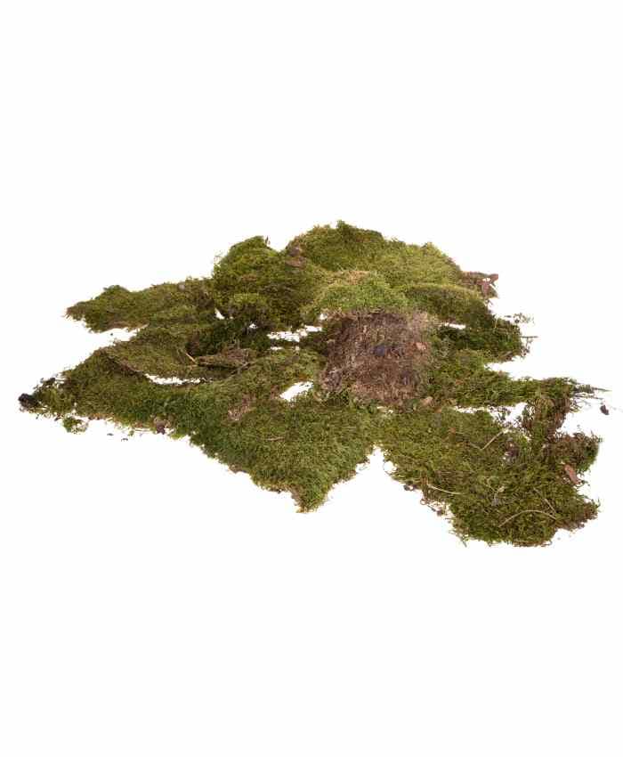 Pacchetto "Tutto pronto" Terrarium 36 basi in vetro - immagine 10
