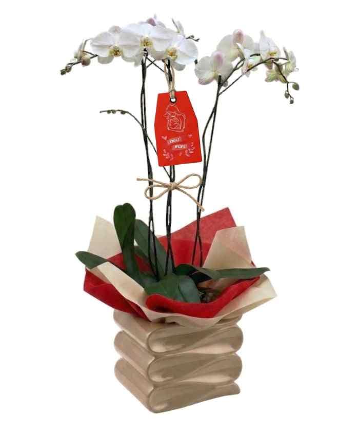 Pacchetto Tutto Pronto "Vasi Orchidea Design" 76 pezzi (Offerta riservata ai fioristi con oltre 70€ di merce omaggio) - immagine 4