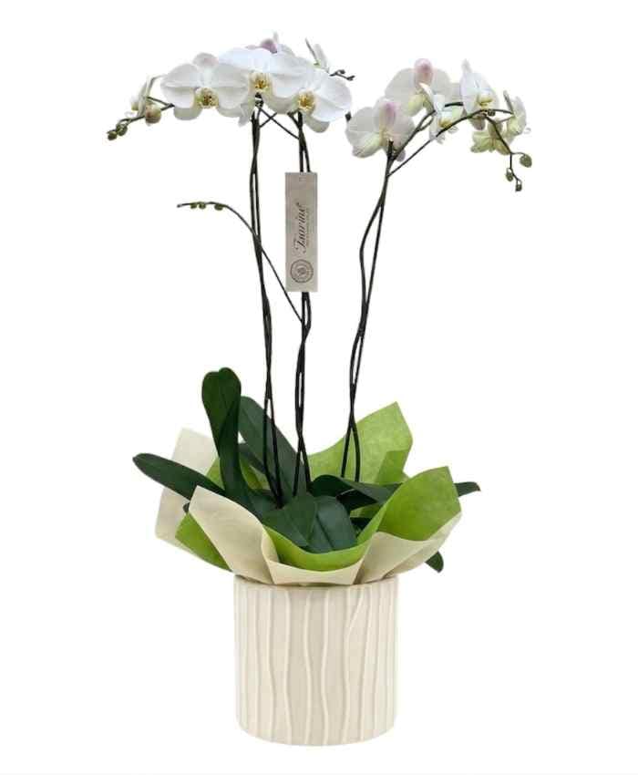 Vaso orchidea cilindrico con decori verticali in rilievo-Avorio - immagine 4