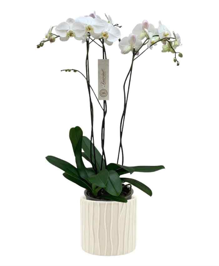 Vaso orchidea cilindrico con decori verticali in rilievo-Avorio - immagine 5