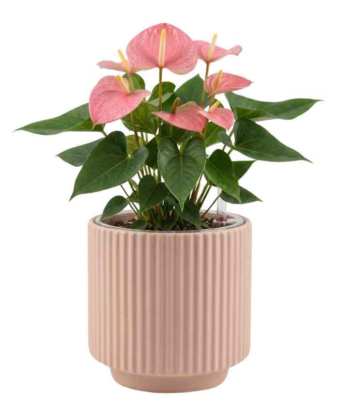 Kit Tutto Pronto Vasi Orchidea Mix Color 116 vasi in 10 modelli - immagine 3