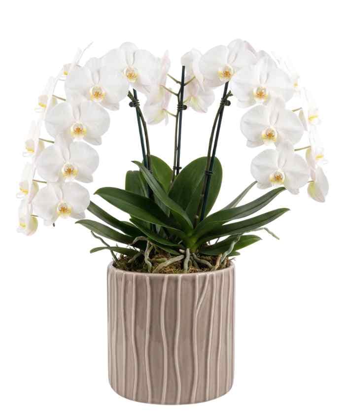 Kit Tutto Pronto Vasi Orchidea Mix Color 116 vasi in 10 modelli - immagine 5