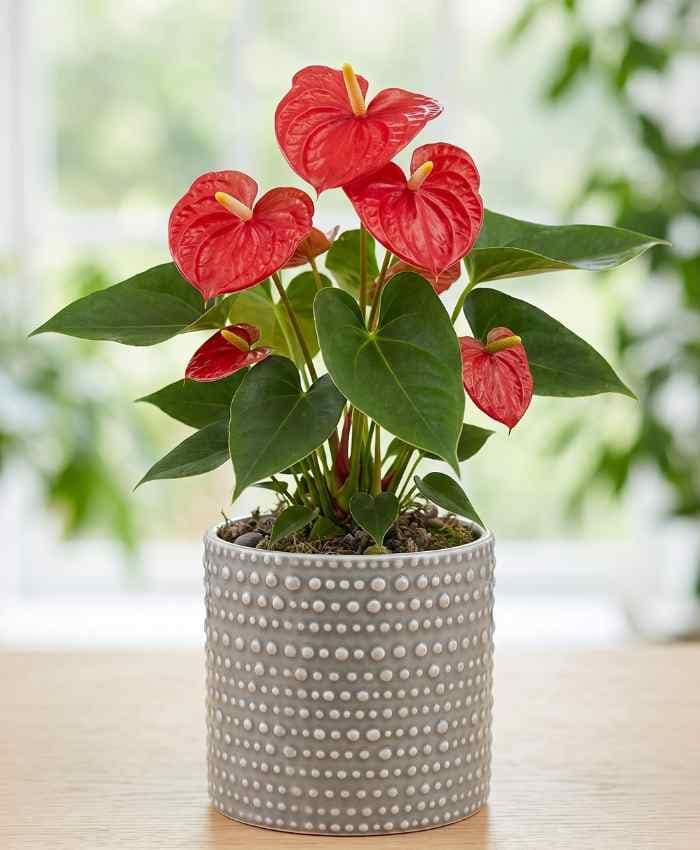 Kit Tutto Pronto Vasi Orchidea Mix Color 116 vasi in 10 modelli - immagine 6