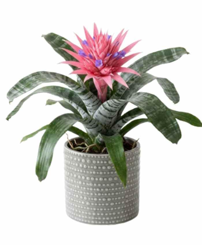 Kit Tutto Pronto Vasi Orchidea Mix Color 116 vasi in 10 modelli - immagine 2