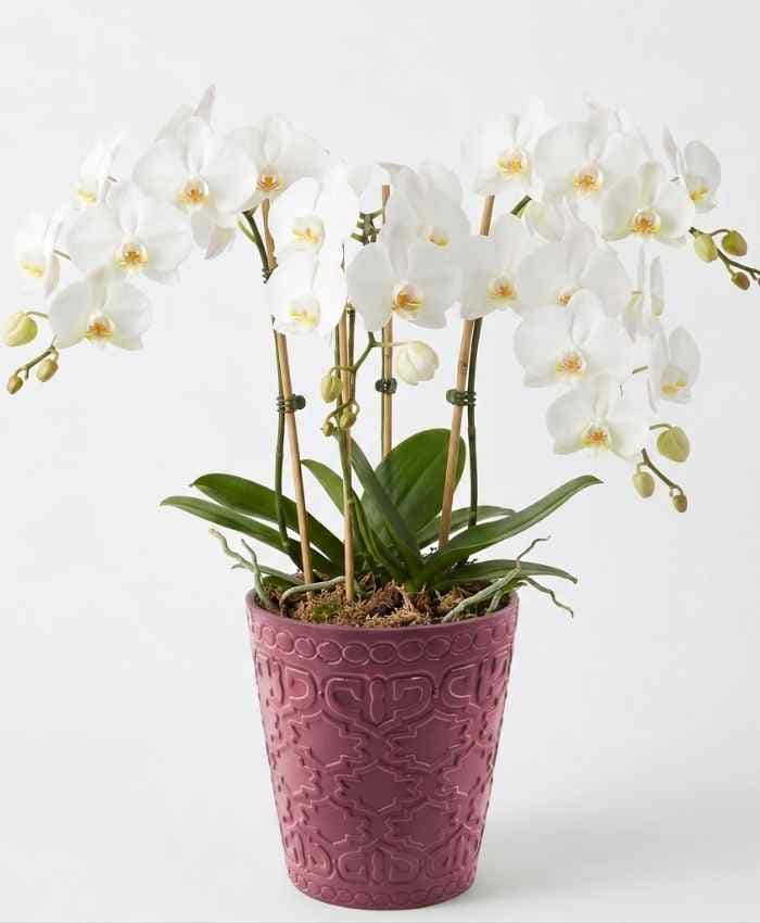 Kit Tutto Pronto Vasi Orchidea Mix Color 116 vasi in 10 modelli - immagine 13