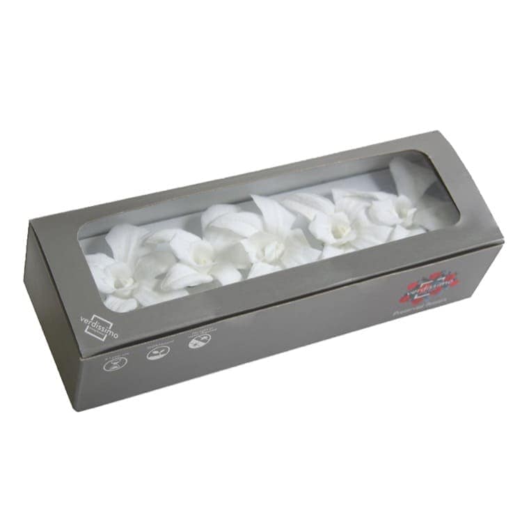 immagine e-commerce Orchidea stabilizzata dendrobium confezione 5 pz colore bianco