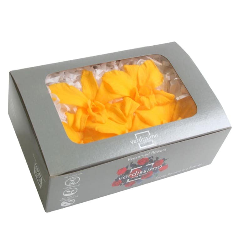 immagine e-commerce Orchidea stabilizzata dendrobium confezione 5 pz colore giallo