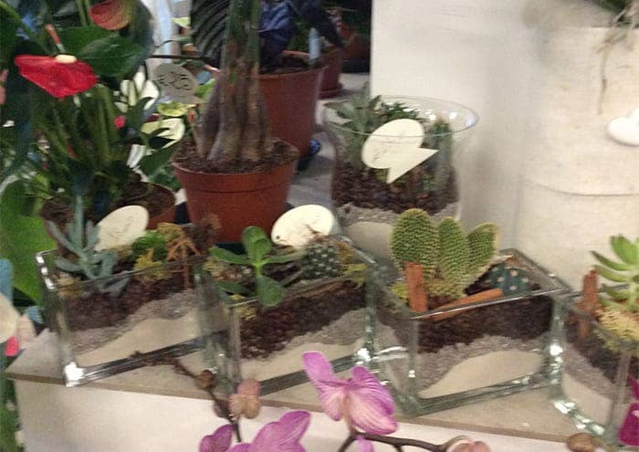 Vasi per Mini Piante Succulente Cactus Fiori, Fioriera Da Interno