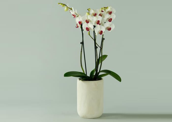 Portavaso per orchidee in legno basso - Complementi e Regali