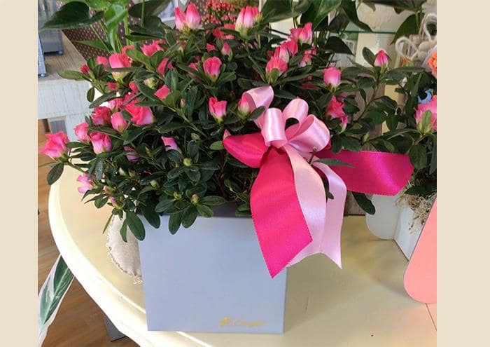 Scatole per fiori a forma di cubo cm 14 (Serenity)