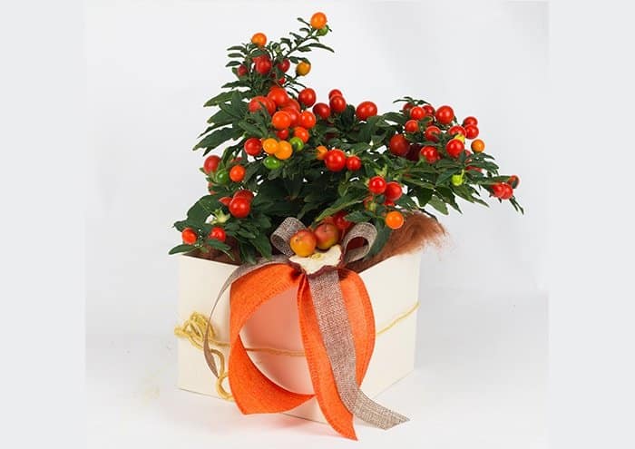 EasyFlò15 Flower box per fiori e piante vaso 14 cm pianta con bacche