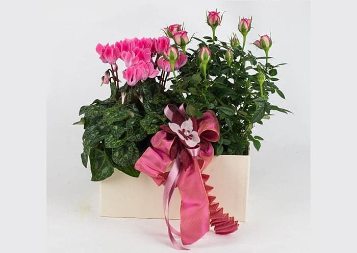 EasyFlò21 Scatola regalo per 2 piante vaso 10 cm ciclamino e roselline