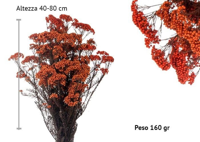 Helycrisium diosmi stabilizzato cm 30-60 - colore arancio