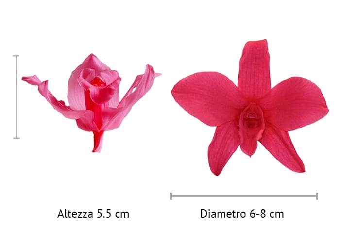 Orchidea stabilizzata Dendrobium cm 78 - colore Fucsia