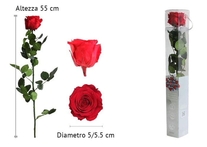 Immagine e-commerce Rosa stabilizzata con stelo cm 55 (amorosa verdissimo)