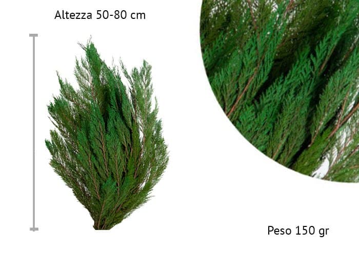 Tuya stabilizzata o Thuja oreintalis stabilizzata