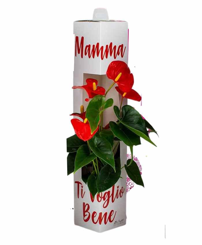 PACCHETTO DEDICABOX MAMMA EDITION (36 pz) - immagine 7