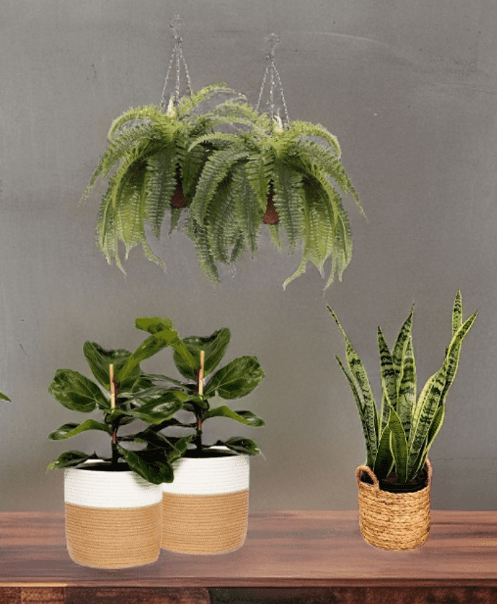 Pacchetto Cesti Vimini Arredo idee lavorazione