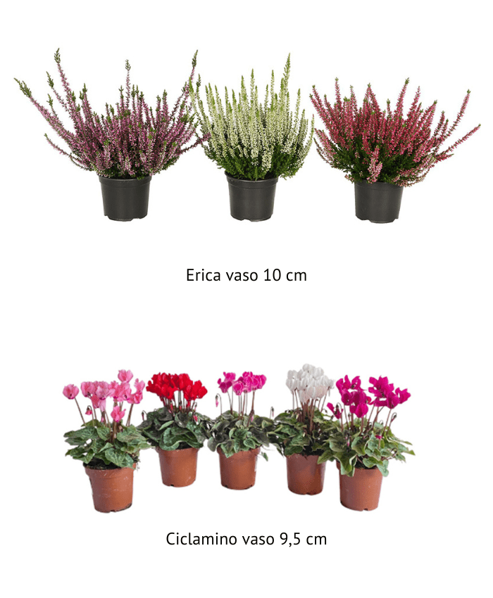 Pacchetto cesti economici Complementi e Regali piante vaso 10
