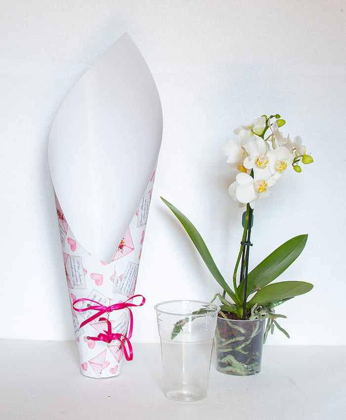 Phale Cone-Cono per orchidea Palenopsis alto 41 cm - immagine 5