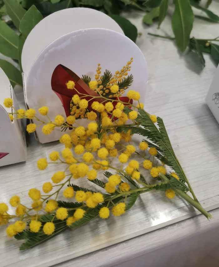 Pacchetto Mimosa per Tutte 100 in 5 modelli assortiti - immagine 22