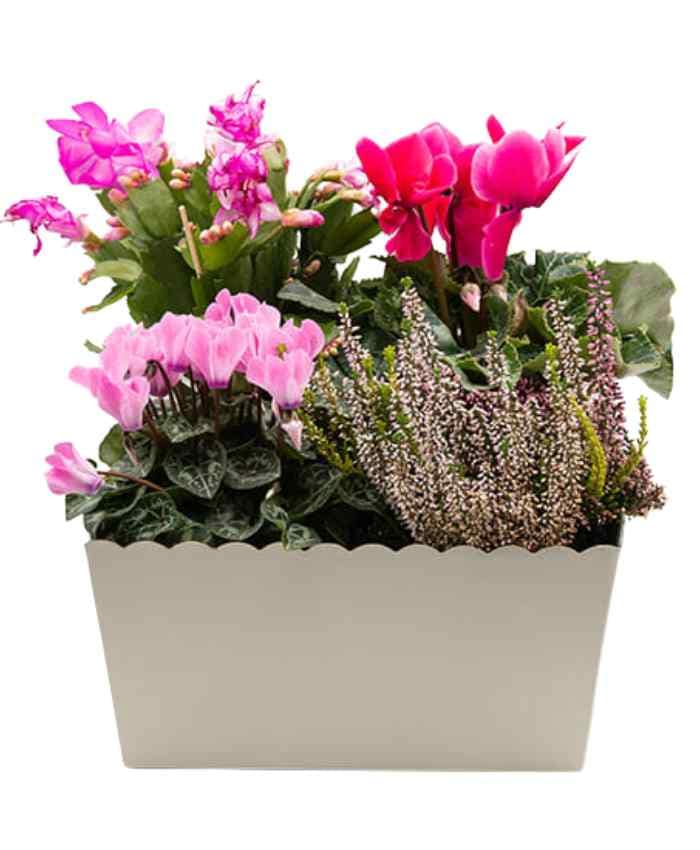 pacchetto-travelflo-4-piante-20-pezzi-in-2-fantasie-avorio