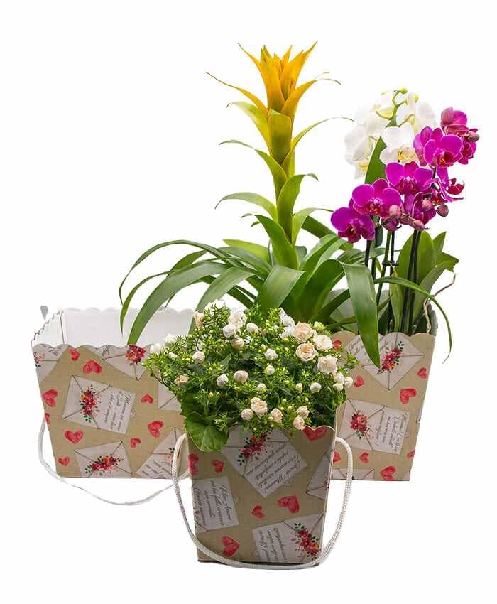 Travelflò cm 24 – Scatola regalo economica 2 piante vaso 12 con manico - immagine 2