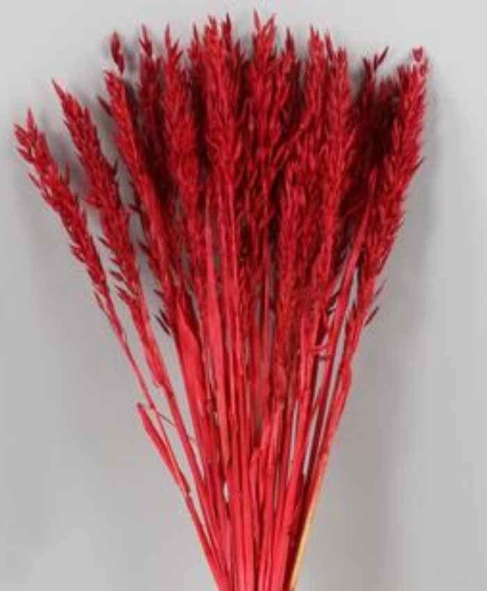 Avena Sativa essiccata in busta da 100 gr - immagine 7