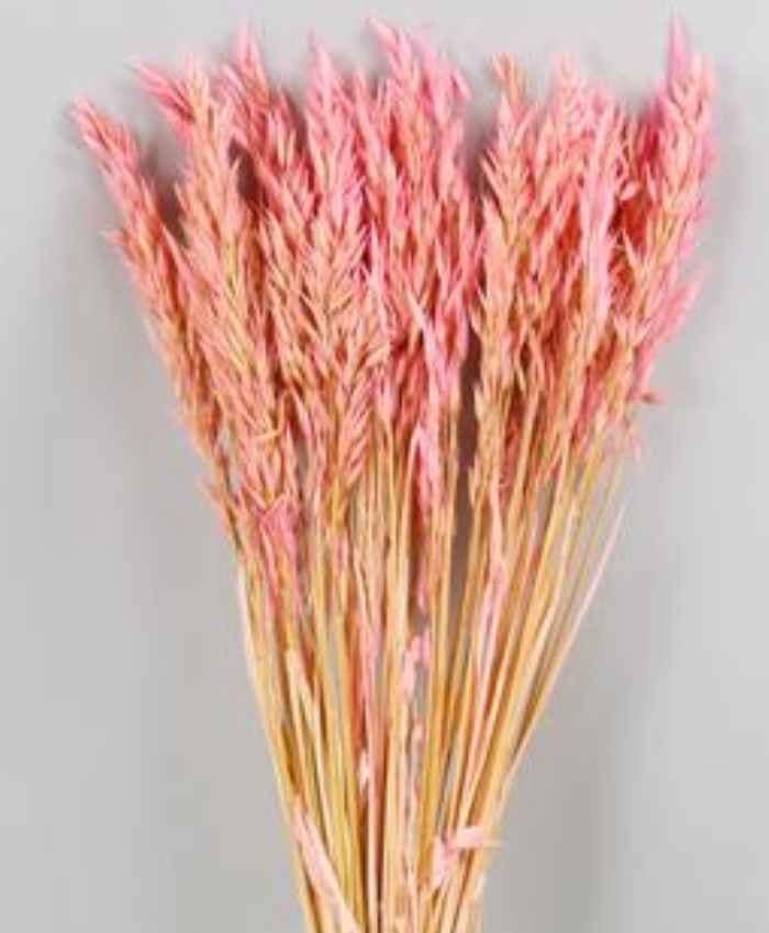 Avena Sativa essiccata in busta da 100 gr - immagine 5