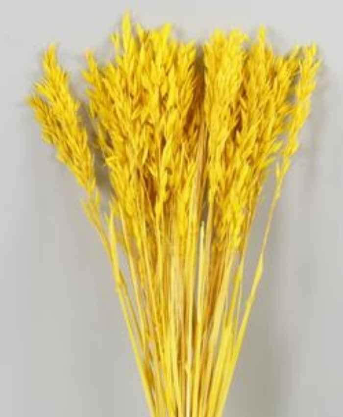 Avena Sativa essiccata in busta da 100 gr - immagine 2