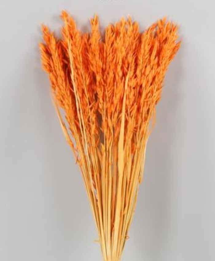 Avena Sativa essiccata in busta da 100 gr - immagine 3