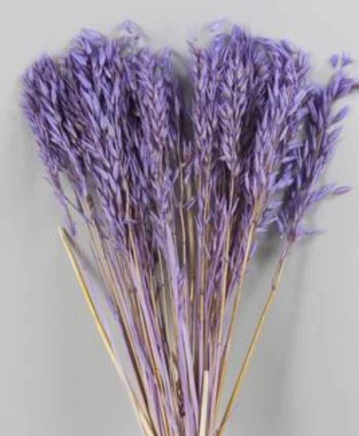 Avena Sativa essiccata in busta da 100 gr - immagine 6