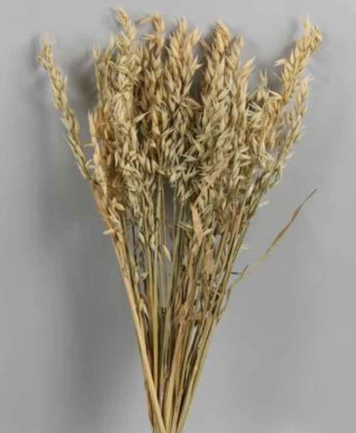 Avena Sativa essiccata in busta da 100 gr - immagine 4