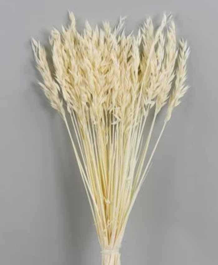 avena-sativa-essiccata-in-busta-da-100-gr
